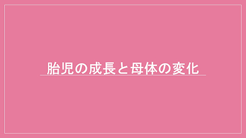 胎児の成長と母体の変化